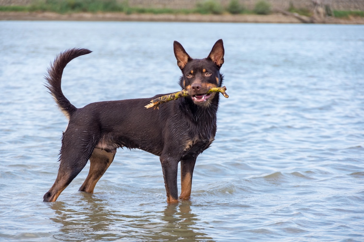 Australian Kelpie Dog Facts