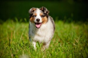 Australian Shepherd Facts