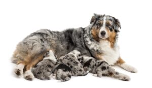 Australian Shepherd Mix Facts