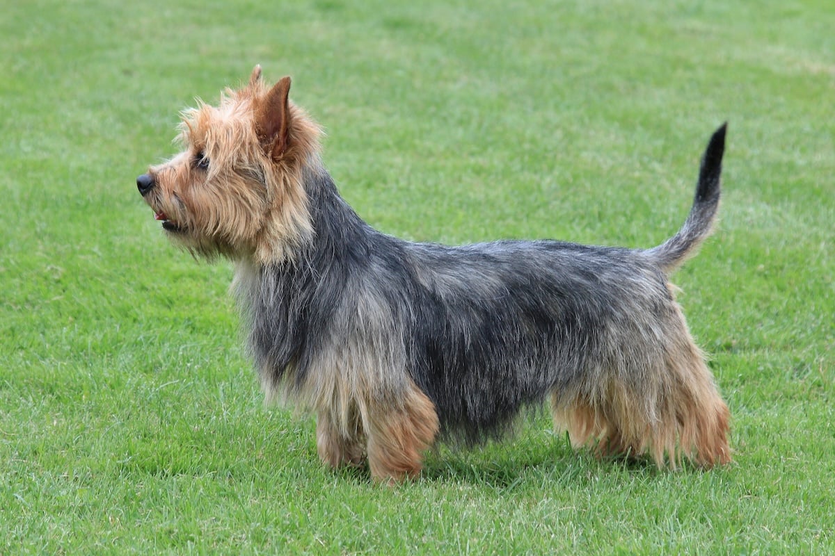 Australian Terrier Facts
