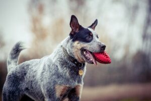 Australian cattle dog Facts
