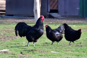 Australorp Chicken Facts