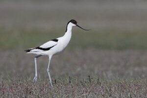 Avocet Facts