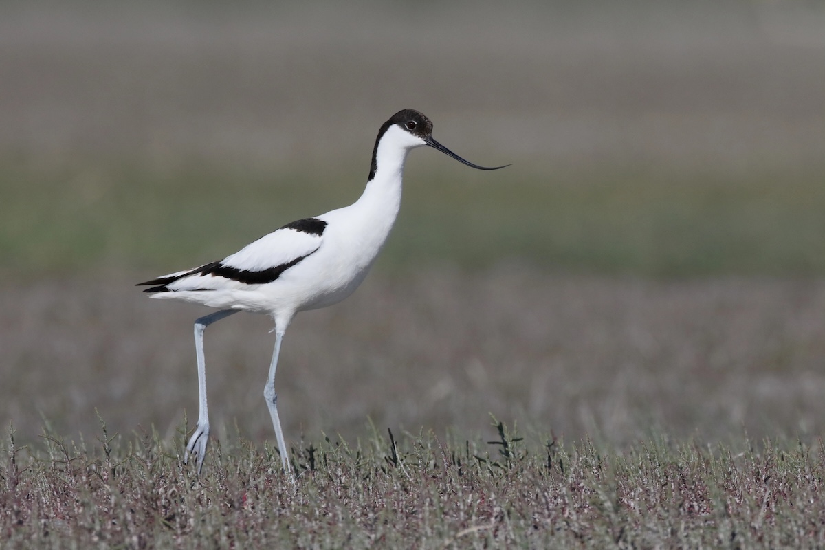 Avocet Facts