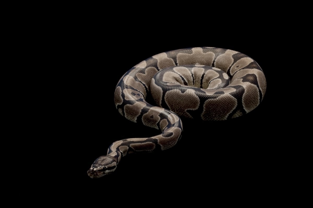 Axanthic Ball Python Facts