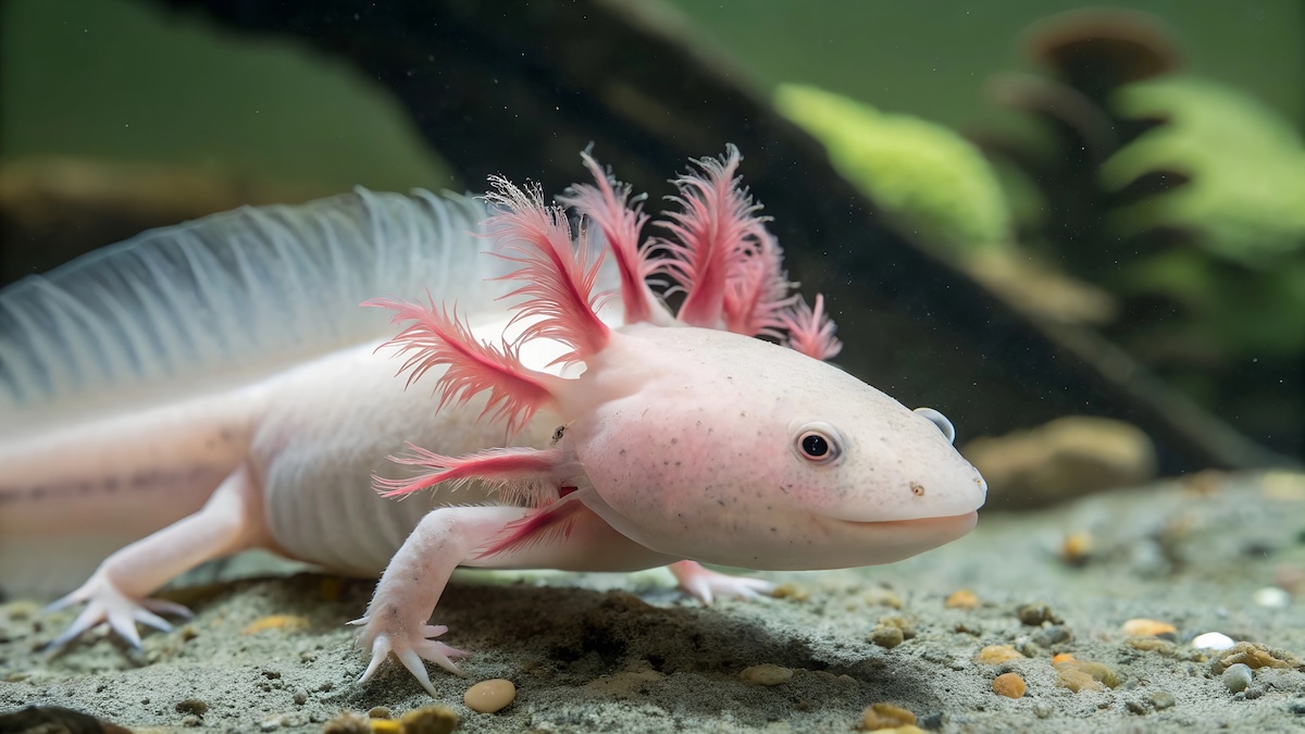 Axolotl Facts