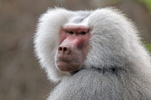 Baboon Facts