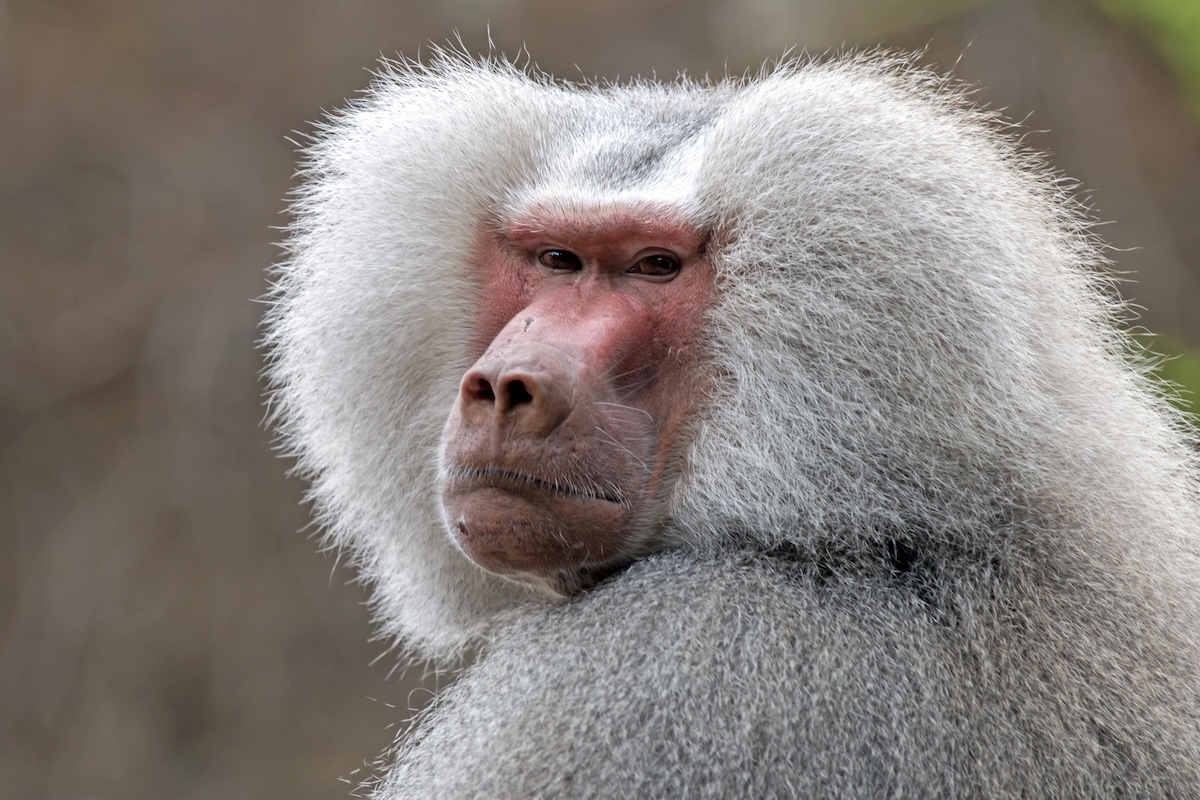Baboon Facts