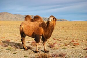Bactrian Camel Facts