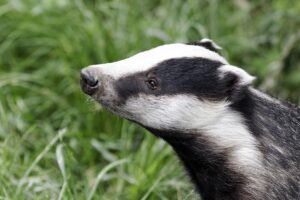 Badger Facts