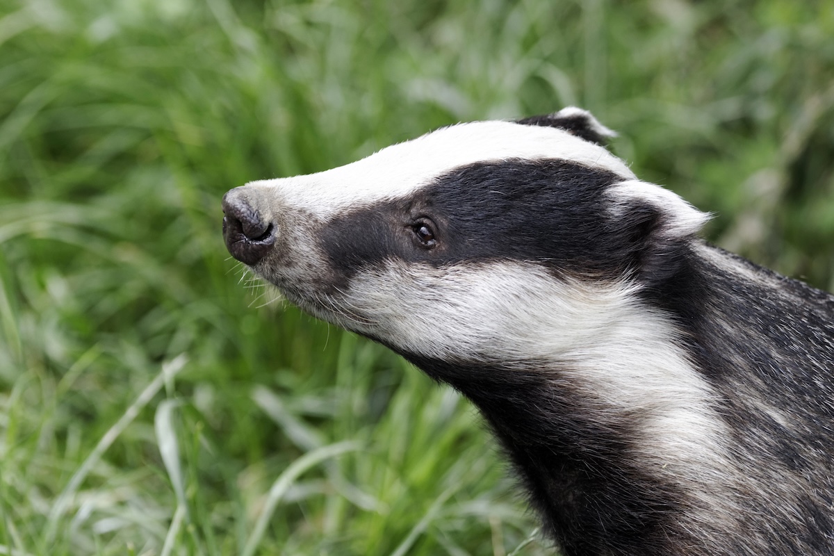 Badger Facts