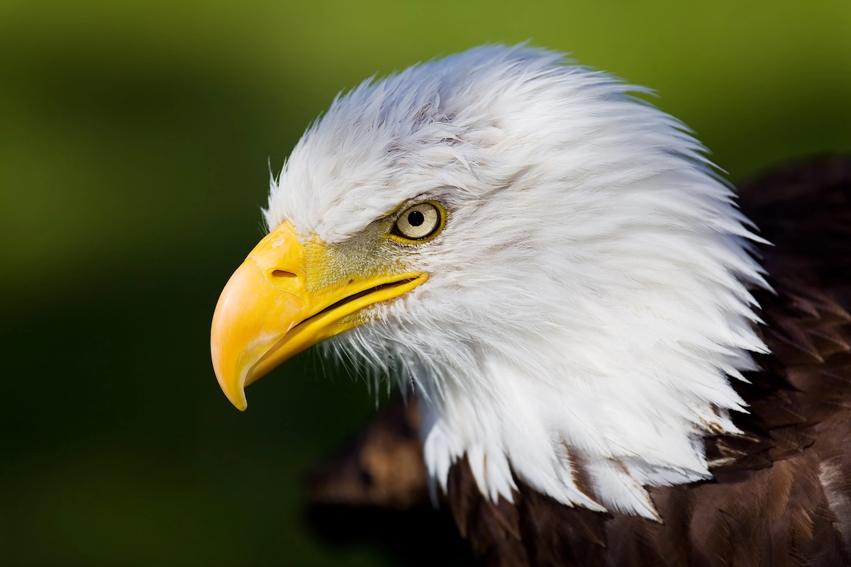 Bald Eagle Facts
