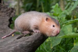 Bamboo Rat Facts