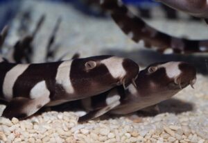 Bamboo Shark Facts