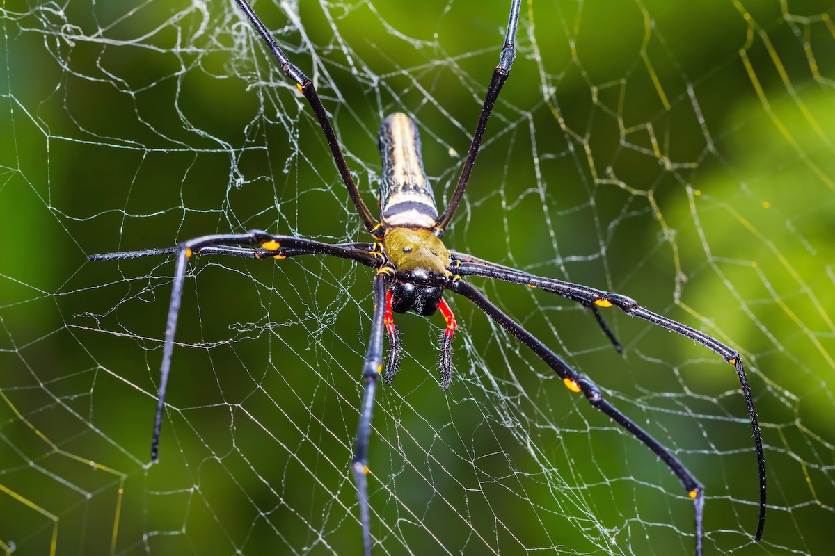 Banana Spider Facts