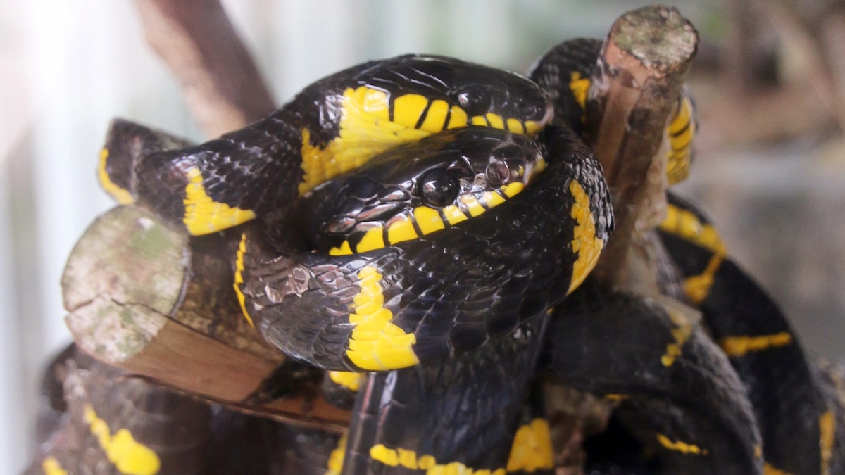 Banded Krait Facts
