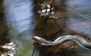 Banded Water Snake Facts