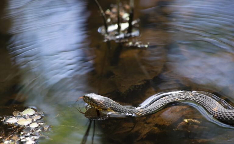 Banded Water Snake Facts: The Sly Swamp Guardian - Animals Discovered