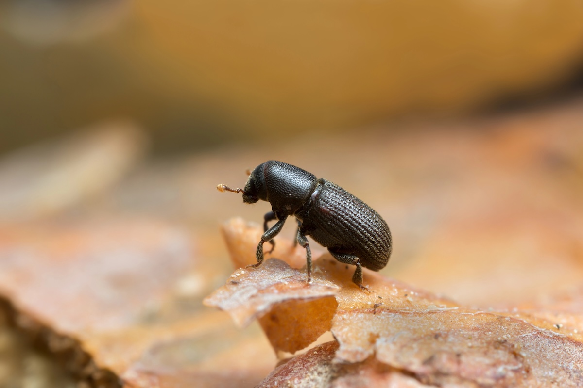 Bark Beetle Facts