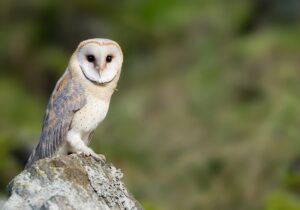 Barn Owl Facts
