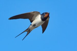 Barn Swallow Facts