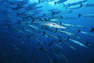 Barracuda Facts