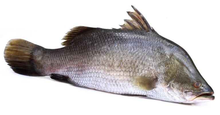 Barramundi Fish Facts: Masters of Adaptation and Taste - Animals Discovered