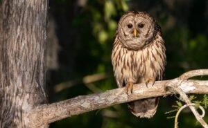 Barred Owl Facts