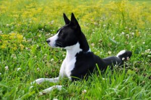Basenji Dog Facts