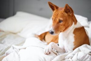 Basenji Mix Facts