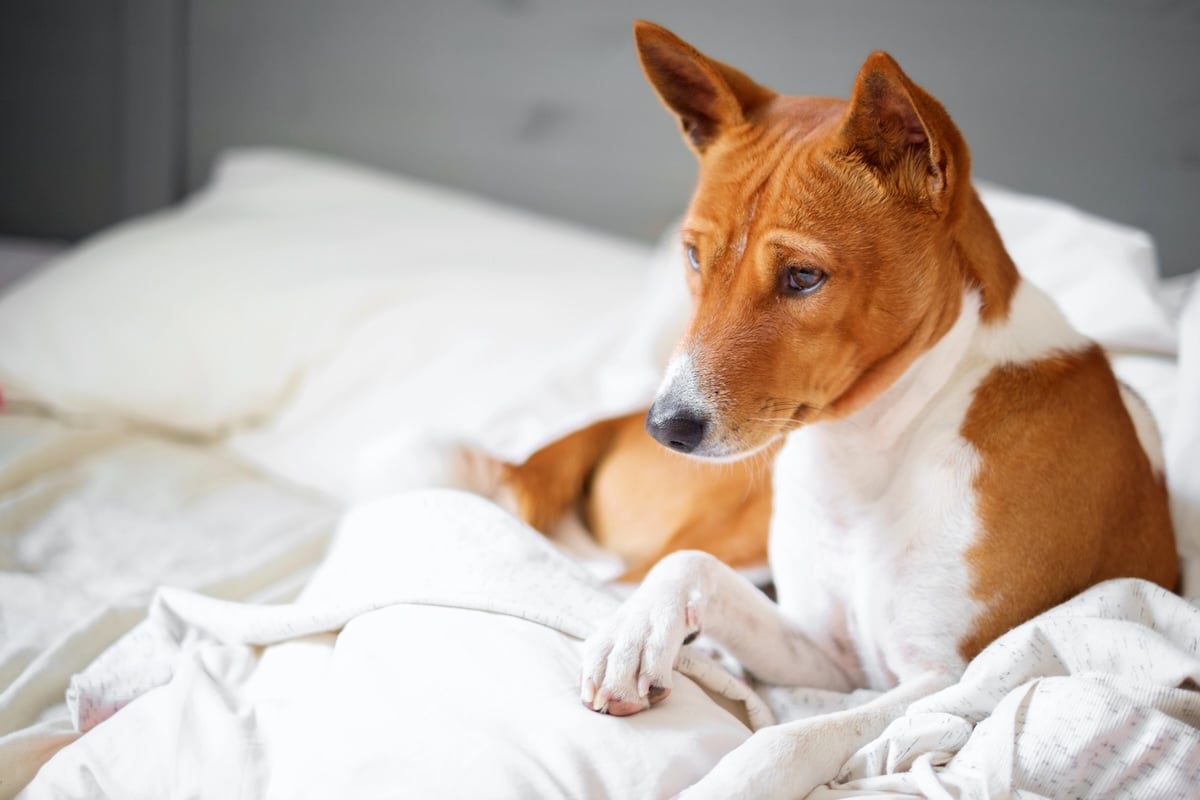 Basenji Mix Facts