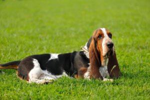 Basset Hound Facts