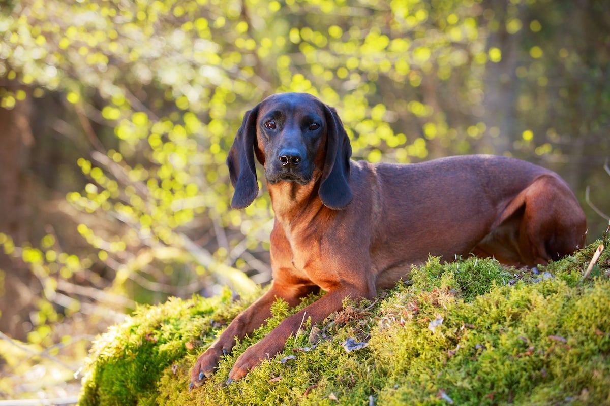 Bavarian Mountain Hound Facts