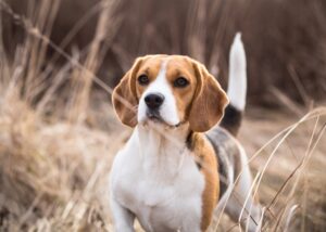 Beagle Facts