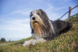 Bearded Collie Facts