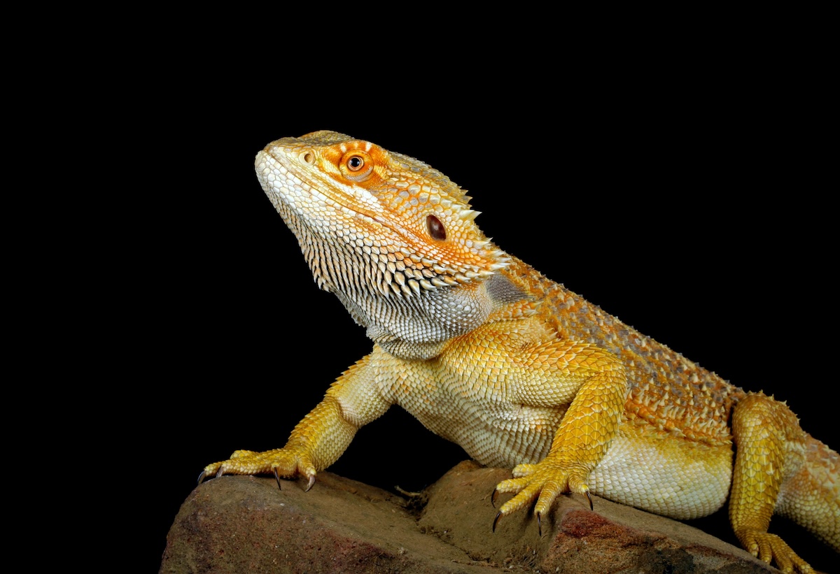 Bearded Dragon Facts