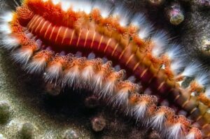 Bearded Fireworm Facts