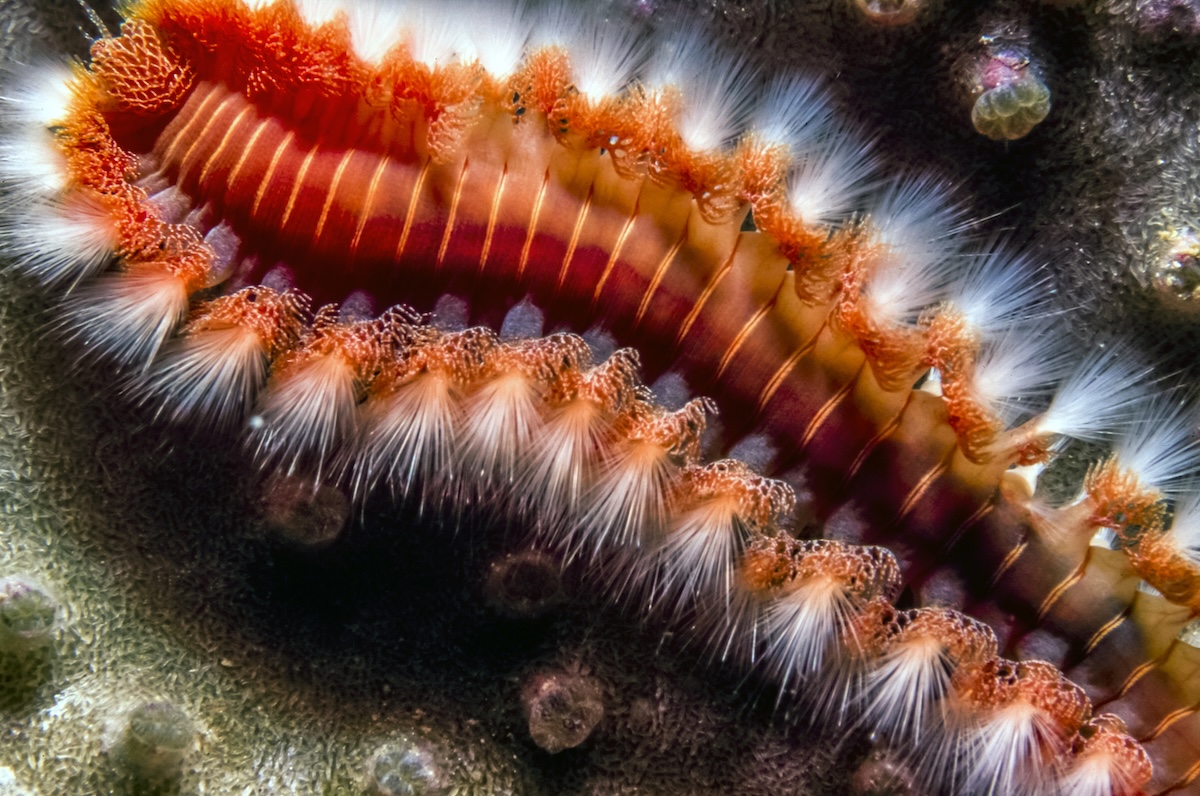 Bearded Fireworm Facts