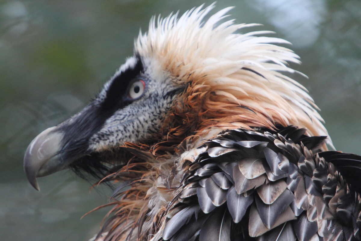 Bearded Vulture Facts