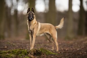 Belgian Malinois Facts
