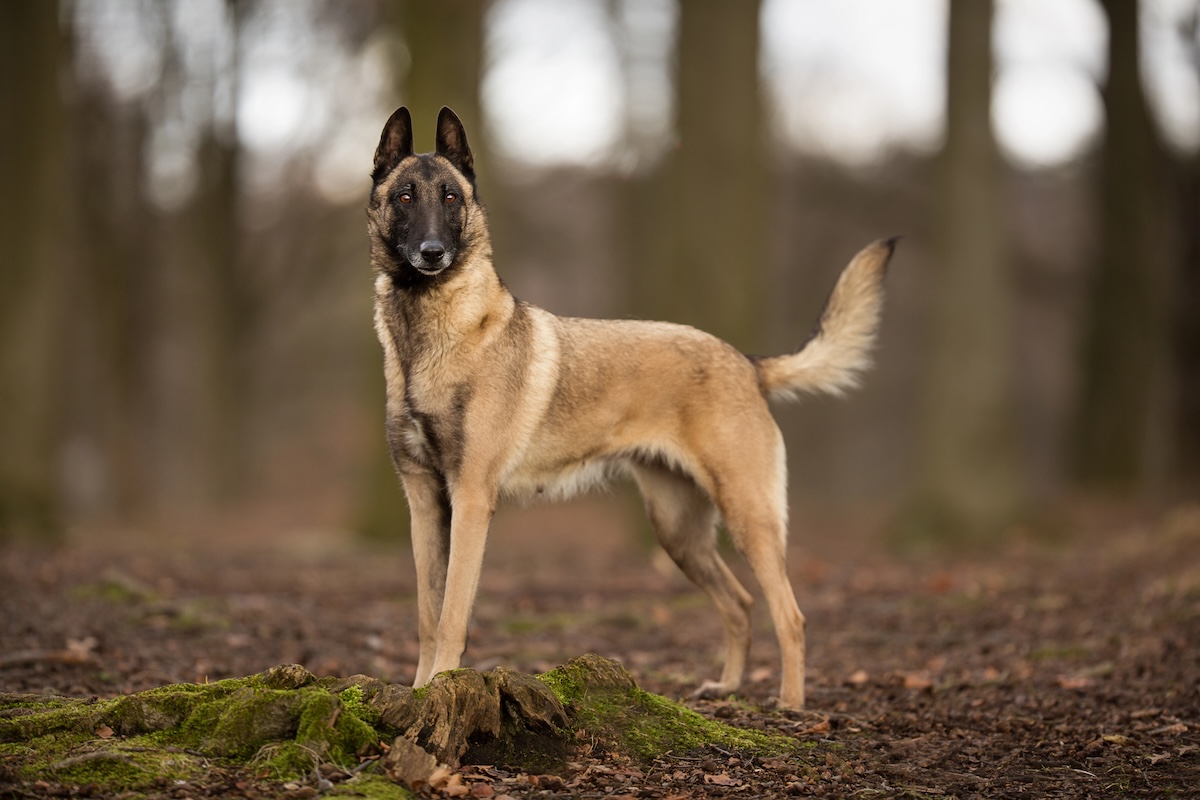 Belgian Malinois Facts