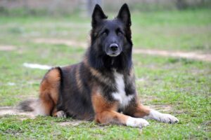 Belgian Sheepdog Facts