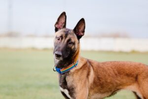 Belgian Shepherd Facts