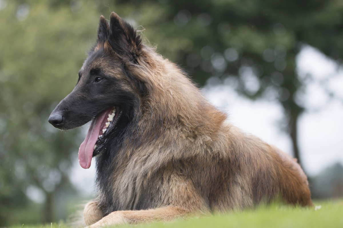 Belgian Tervuren Facts