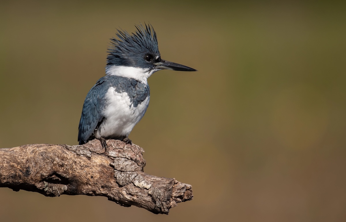 Belted Kingfisher Facts
