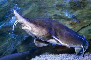 Beluga Sturgeon Facts