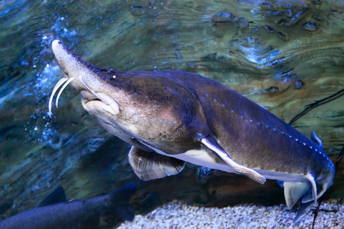 Beluga Sturgeon Facts