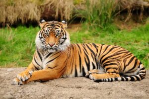 Bengal Tiger Facts