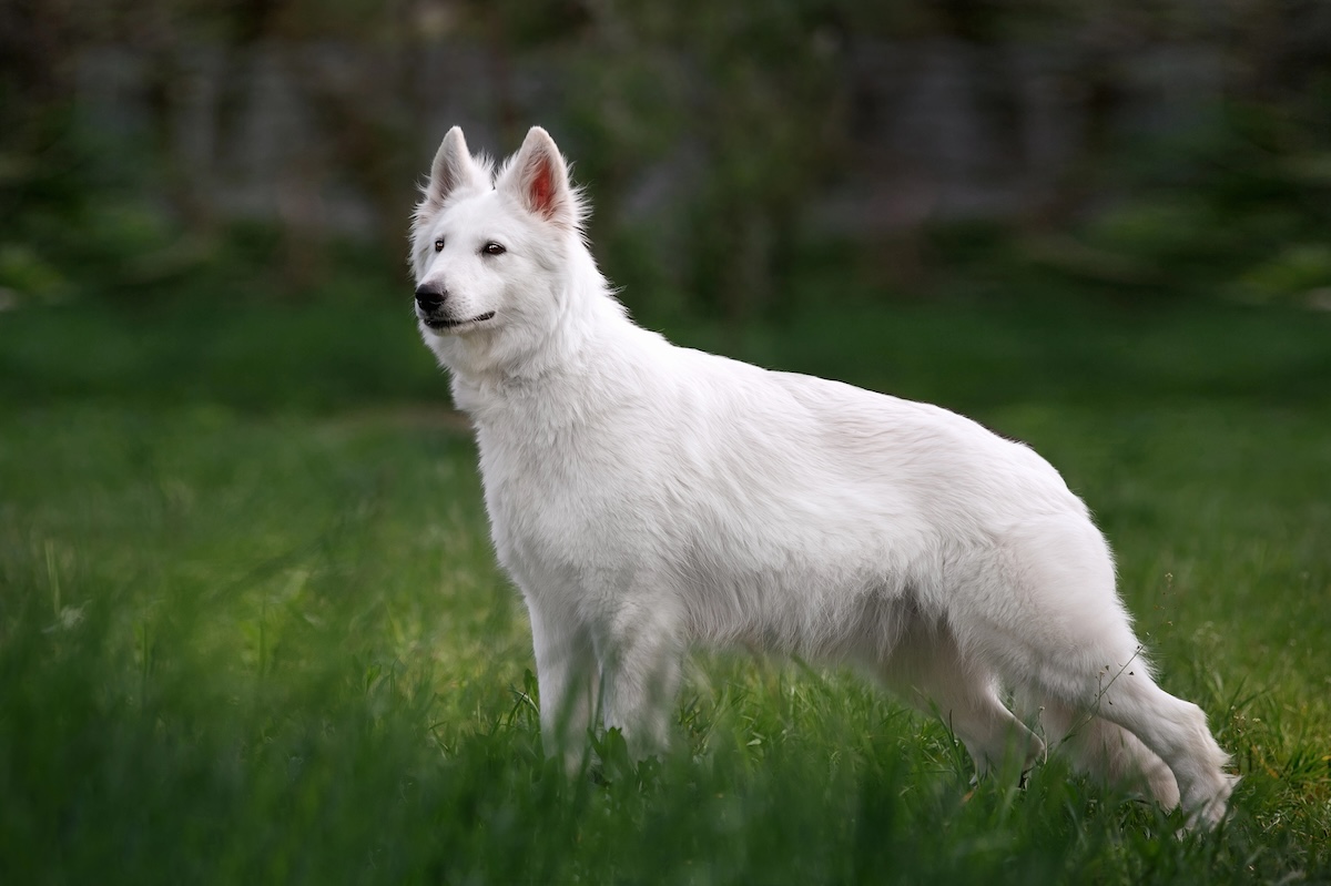 Berger Blanc Suisse Facts