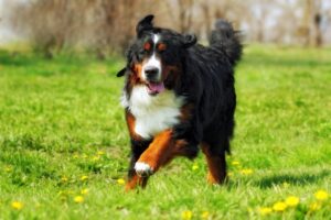 Bernese Mountain Dog Facts